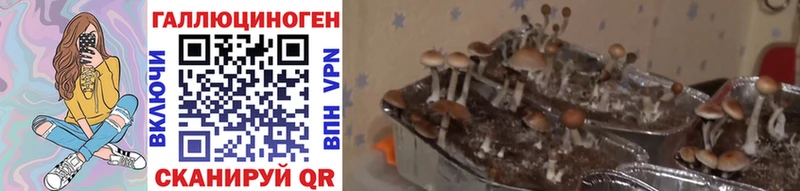 Купить  Абинск  Галлюциногенные грибы Psilocybe 